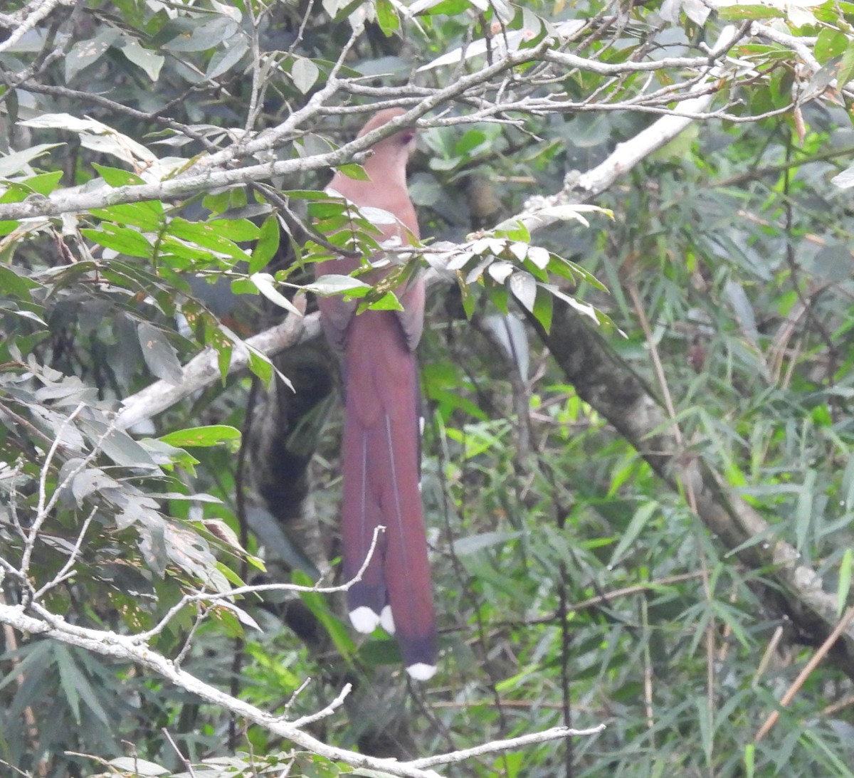 Squirrel Cuckoo - ML619100501