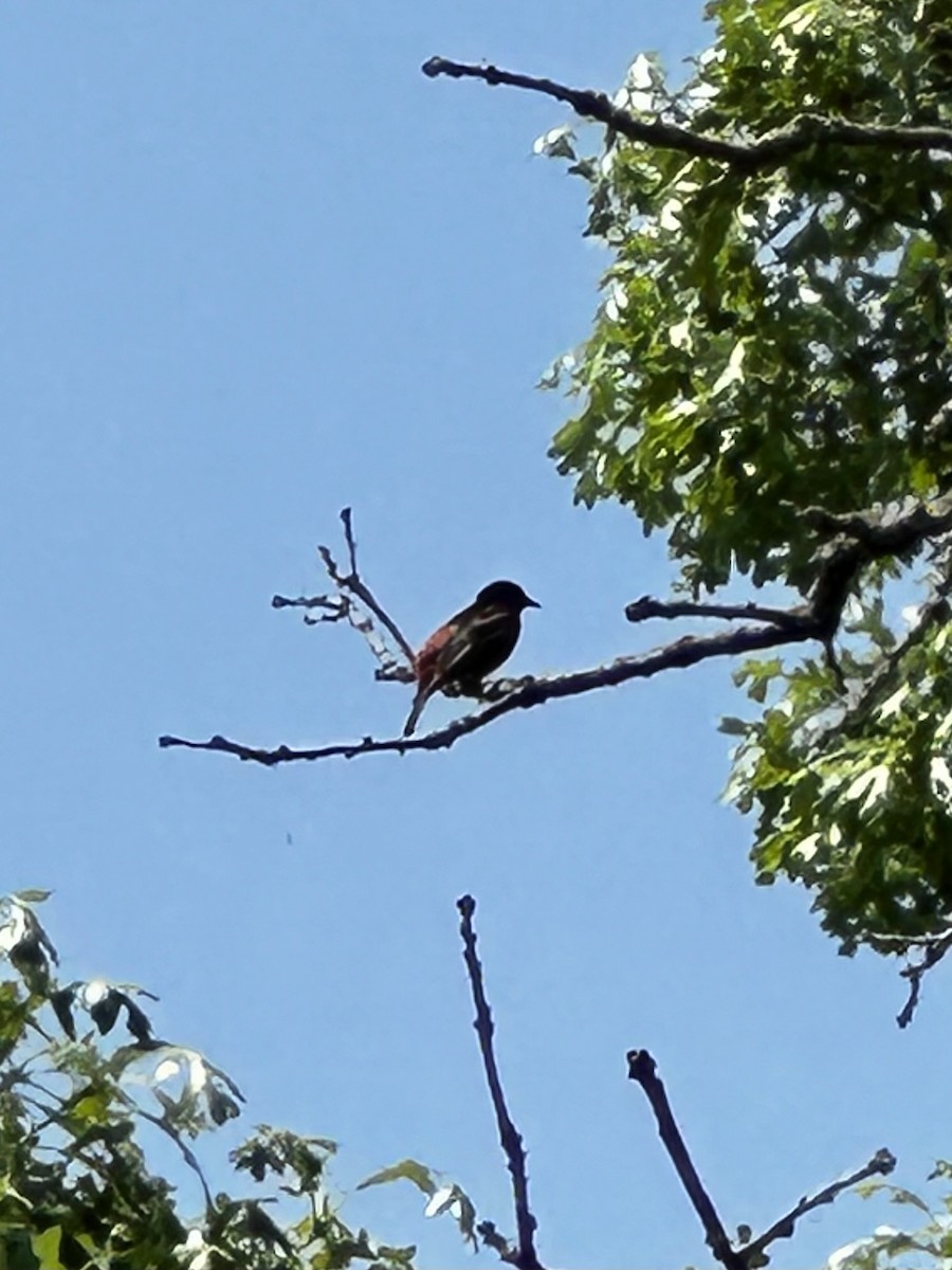 Orchard Oriole - Janet Sperstad