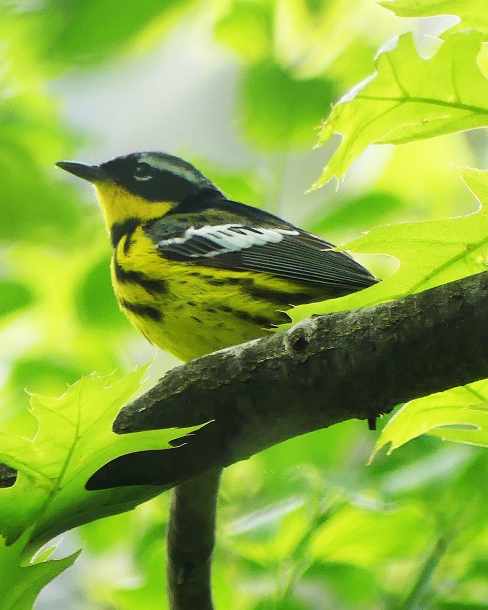 Magnolia Warbler - Allie Kleber