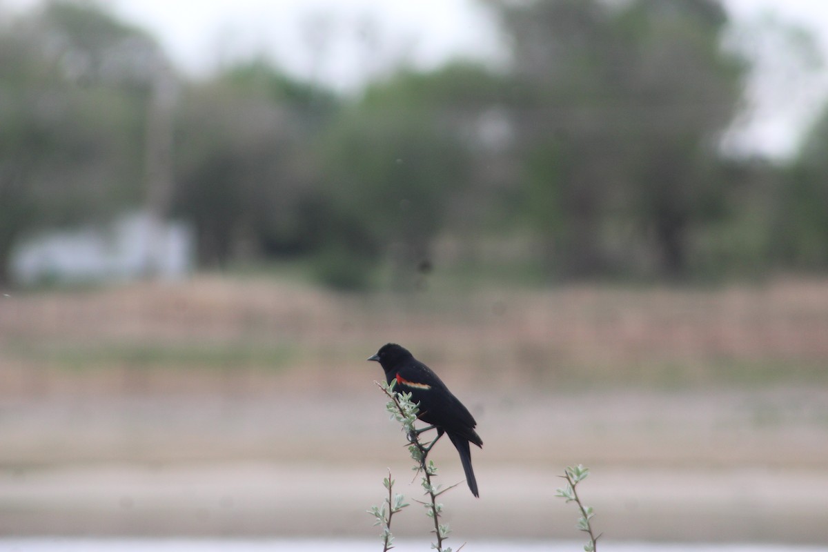 Red-winged Blackbird - Archer Silverman