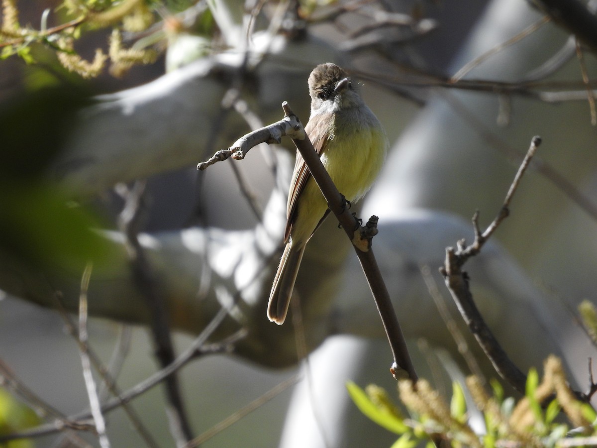 Dusky-capped Flycatcher - Sue Murphy