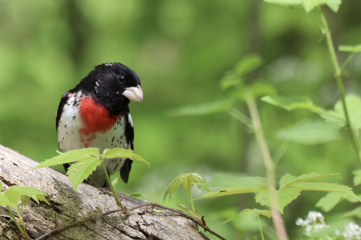 Rose-breasted Grosbeak - ML619100574