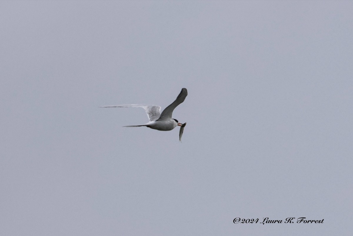 Forster's Tern - Laura Forrest