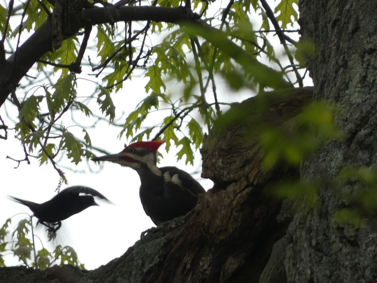Pileated Woodpecker - ML619100605