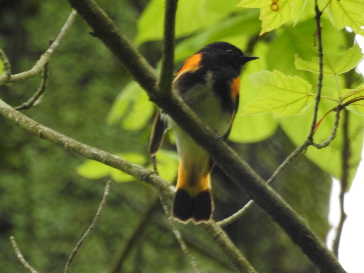 American Redstart - Kate Stone