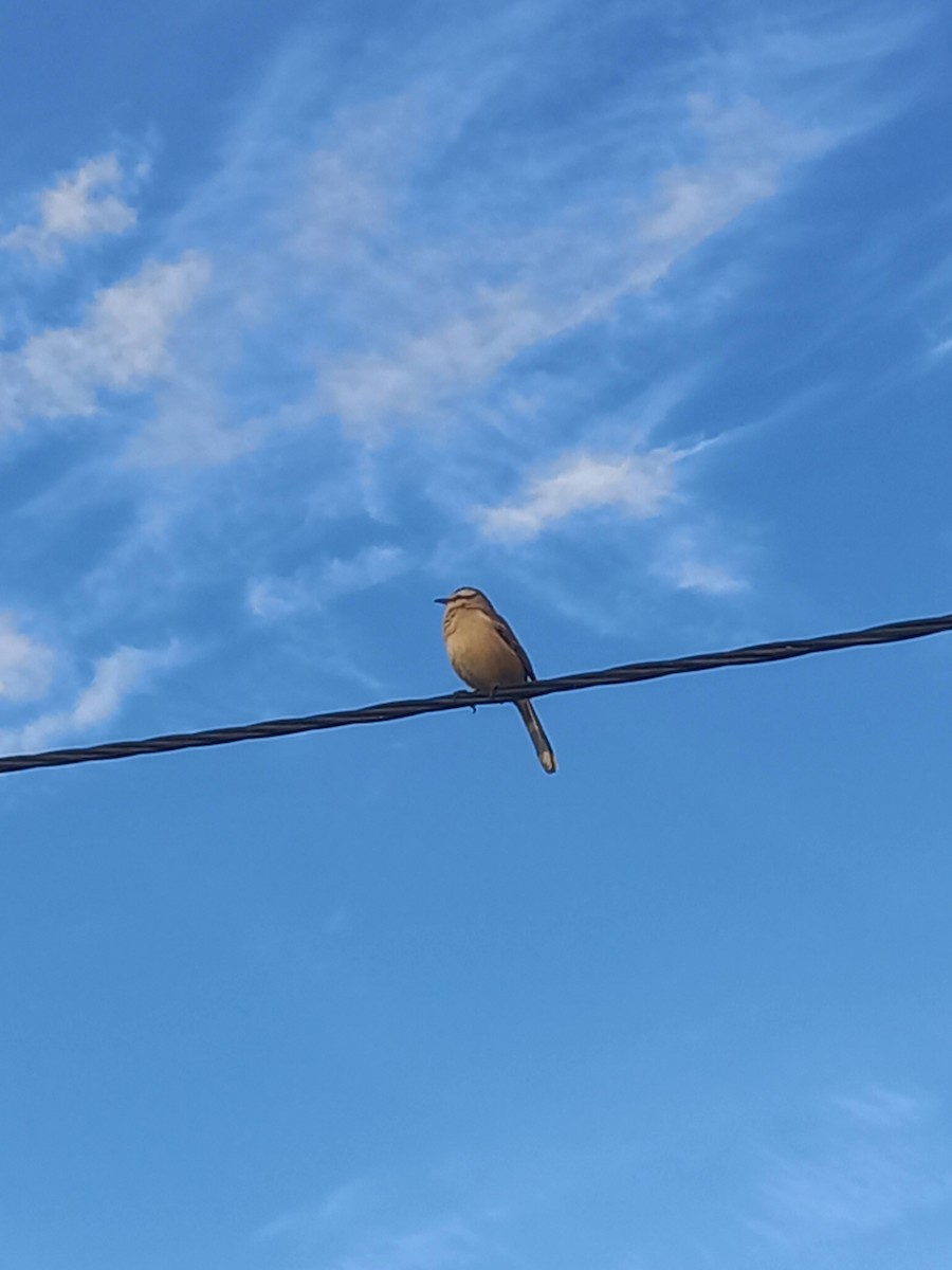 Chalk-browed Mockingbird - ML619100608