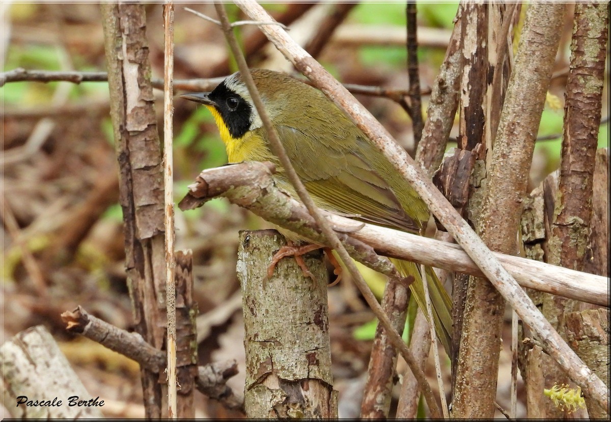 Common Yellowthroat - Pascale Berthe