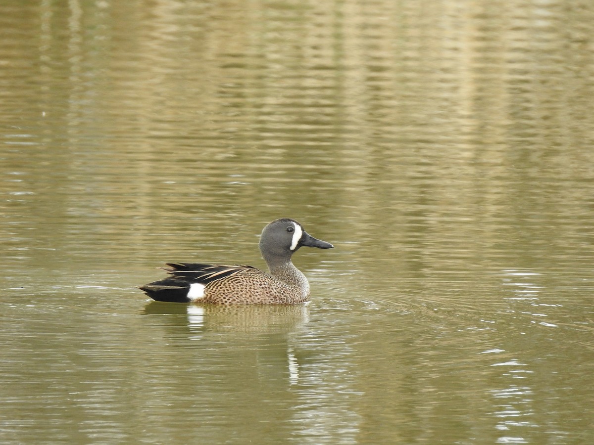 Blauflügelente - ML619100622