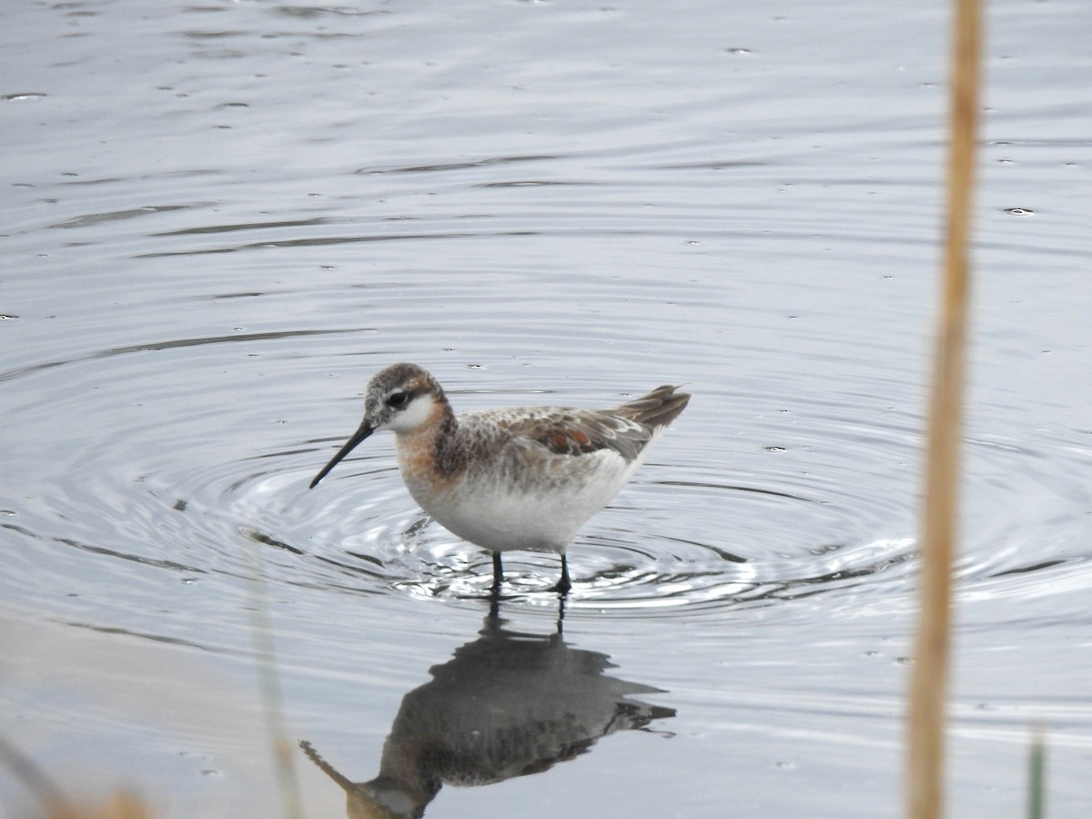 Wilson's Phalarope - ML619100626