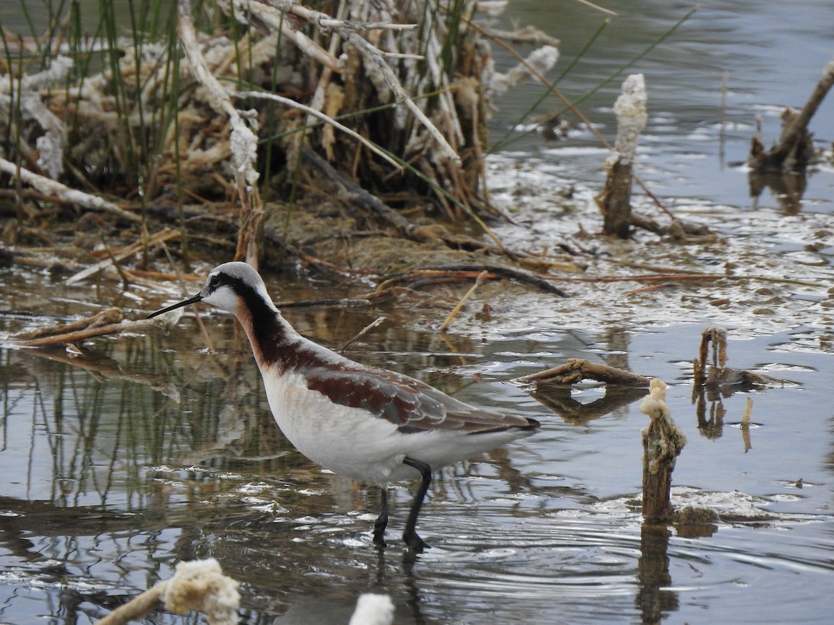 Wilson's Phalarope - T B