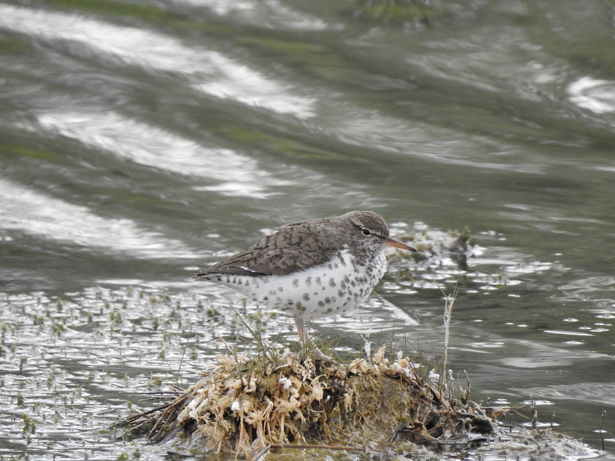 Spotted Sandpiper - ML619100633