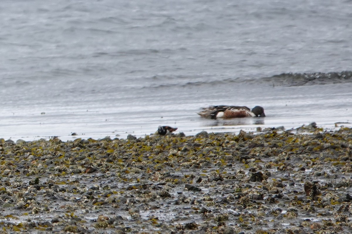 Ruddy Turnstone - ML619100638