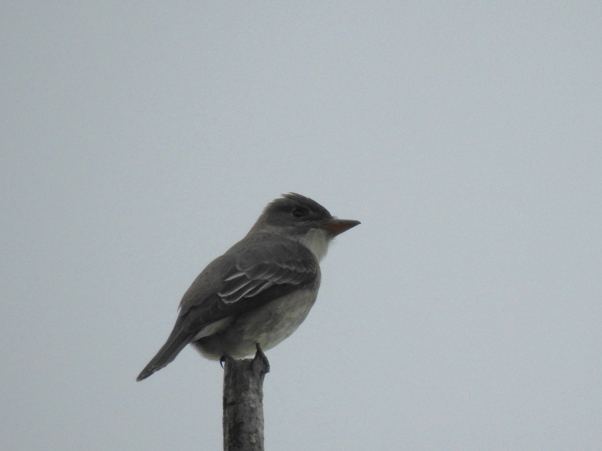 Olive-sided Flycatcher - T B