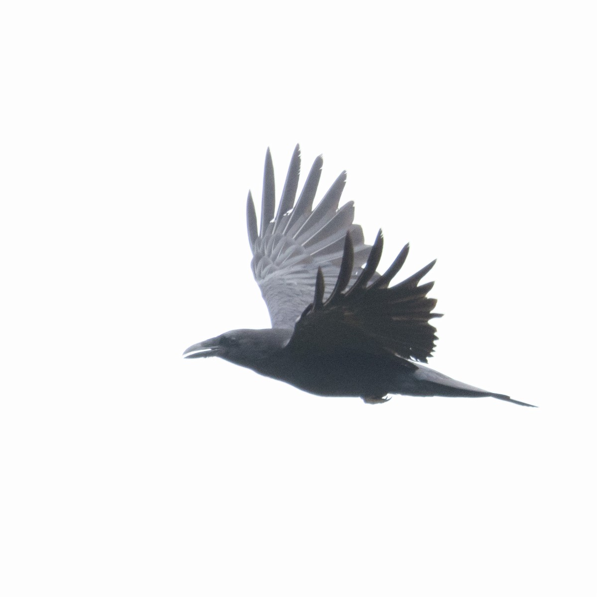 Common Raven - Mary McKitrick