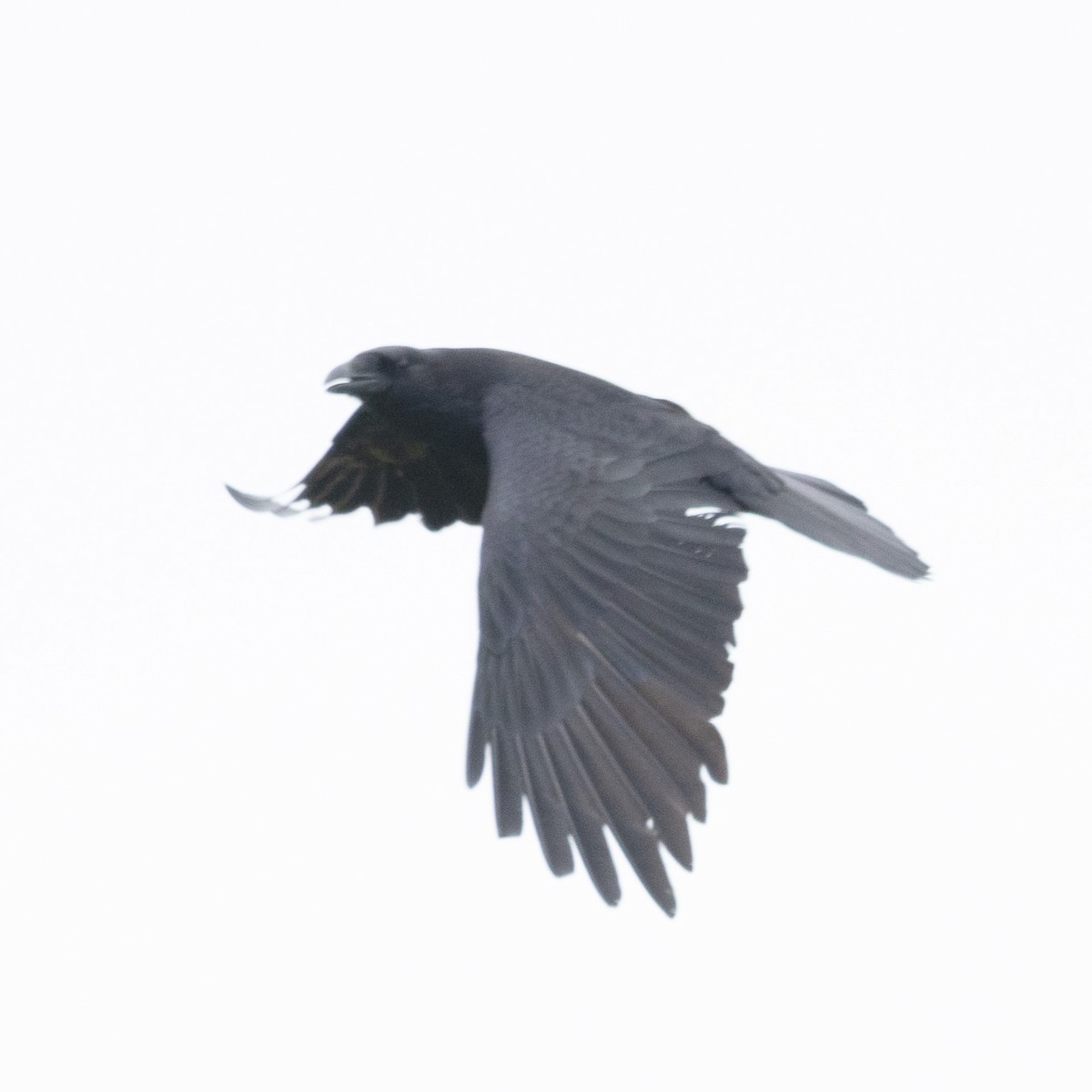 Common Raven - Mary McKitrick