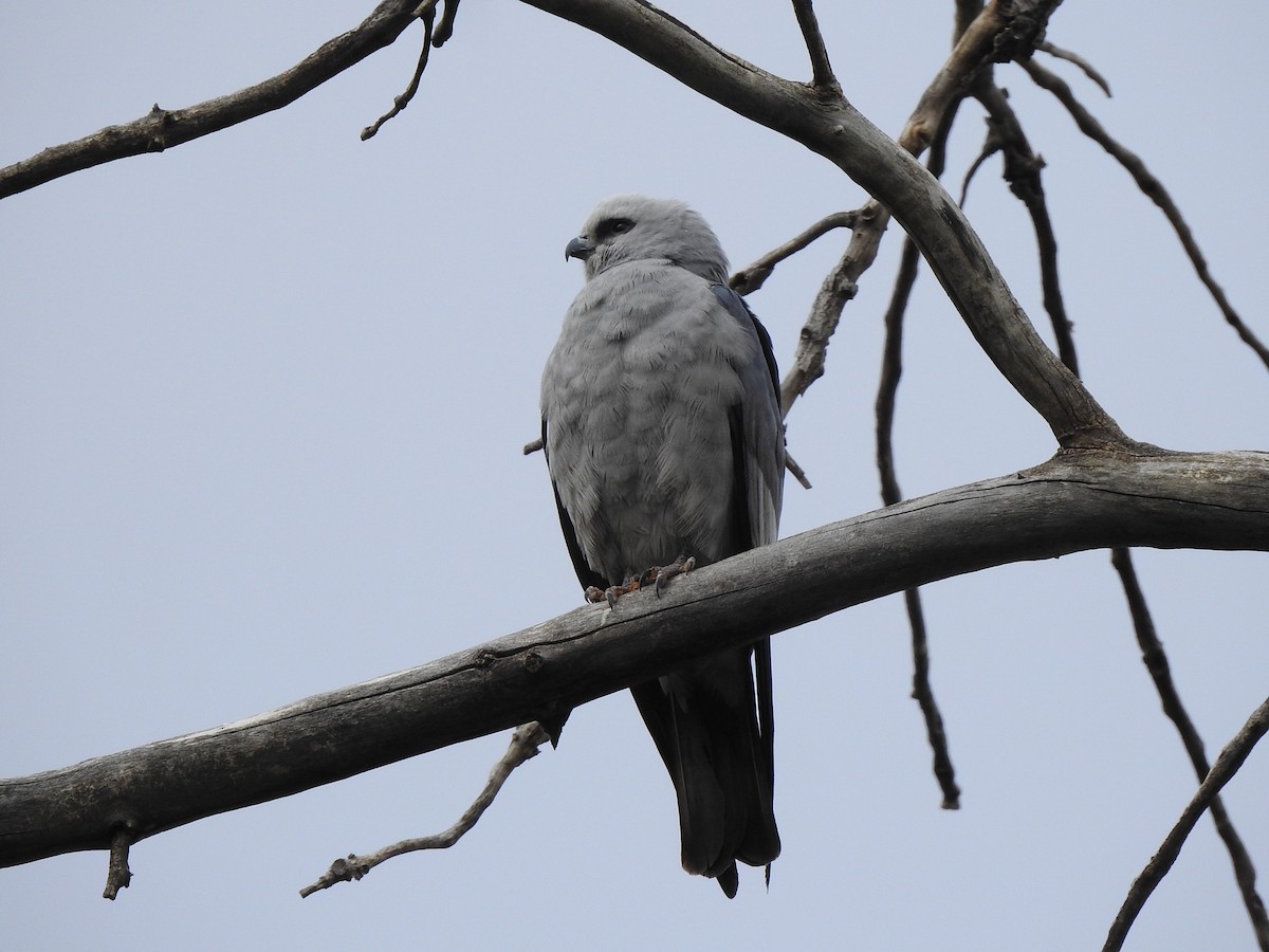 Mississippi Kite - ML619100659