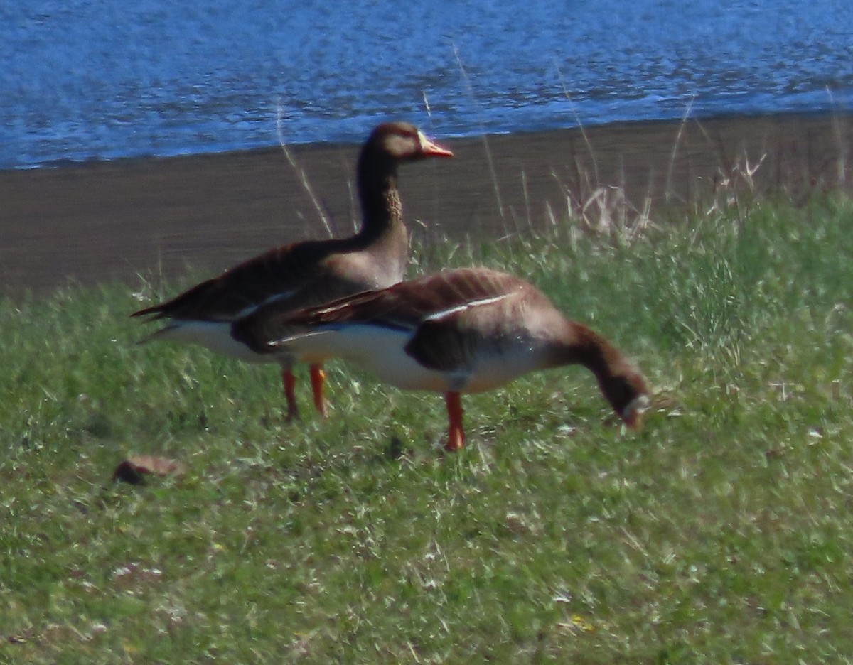 Greater White-fronted Goose - Byron Greco