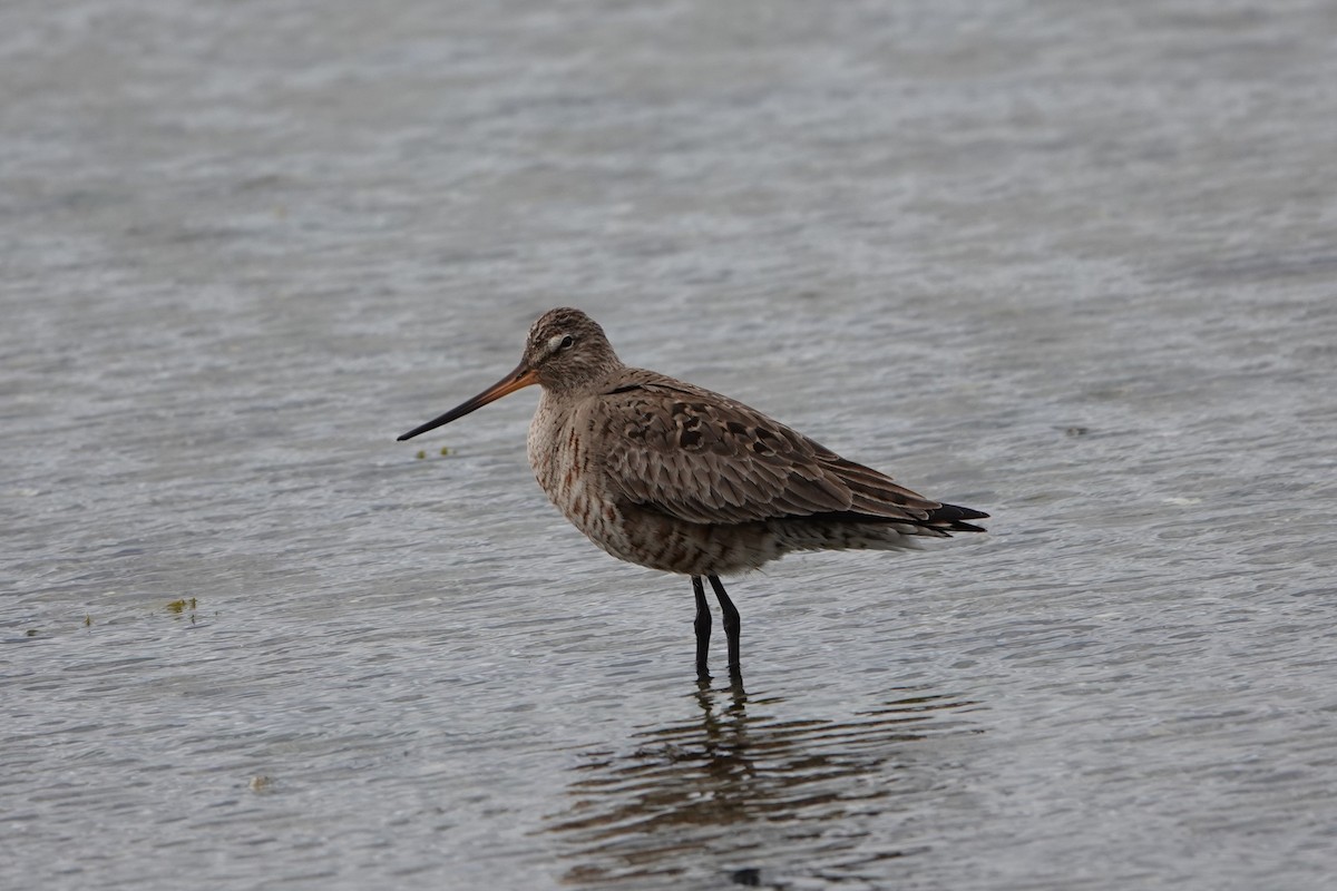 Hudsonian Godwit - Patty Rose