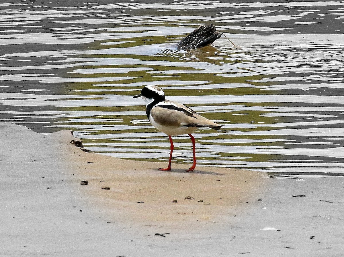 Pied Plover - Geoff Butcher