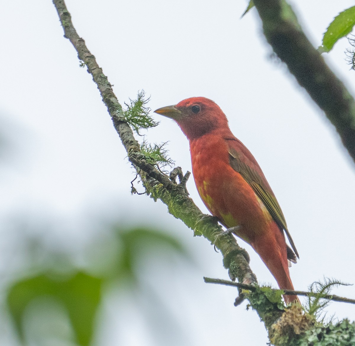 Summer Tanager - ML619100676