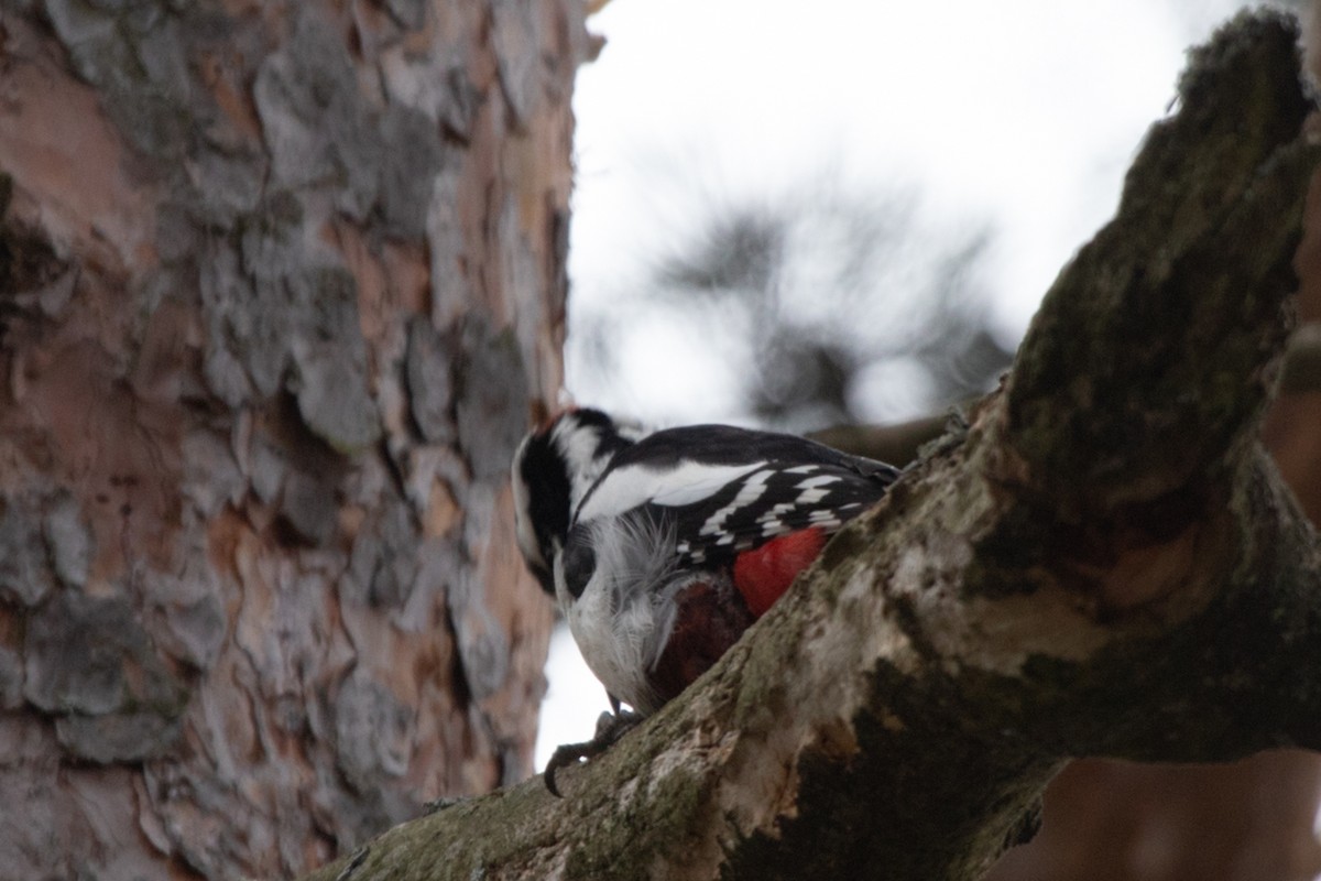 Great Spotted Woodpecker - Marina (Марина) Koroleva (Королева)