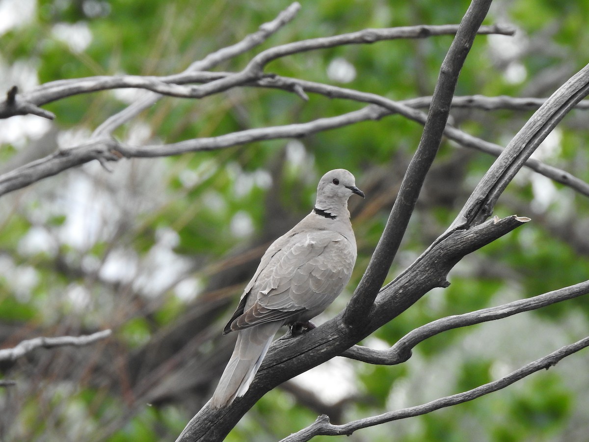 Eurasian Collared-Dove - ML619100685
