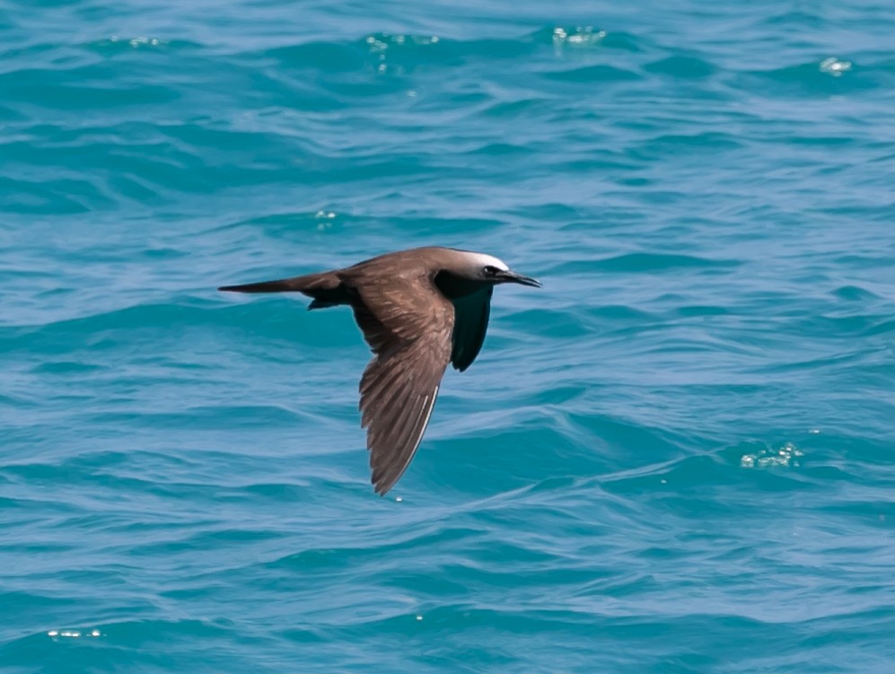 Brown Noddy - Damon Haan