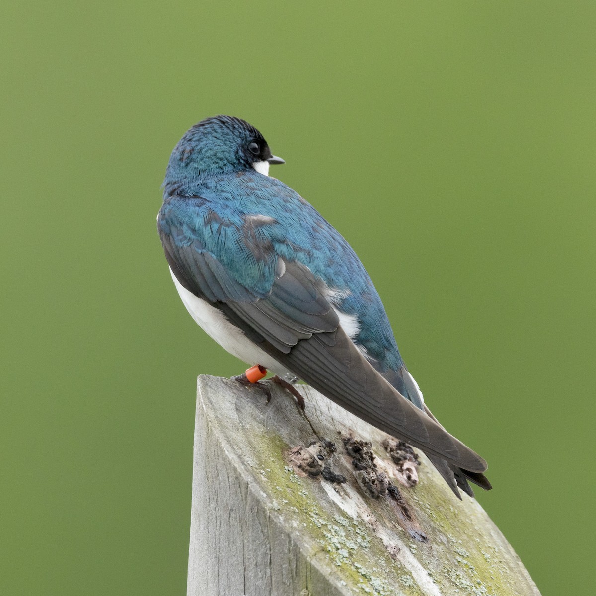 Tree Swallow - Mary McKitrick