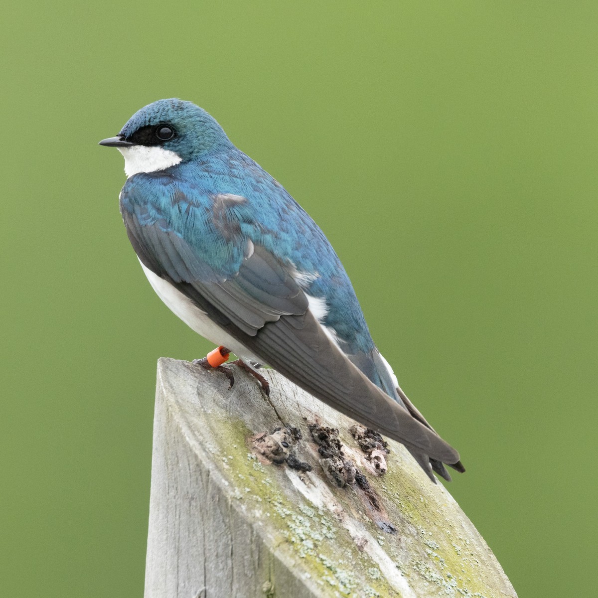 Tree Swallow - Mary McKitrick