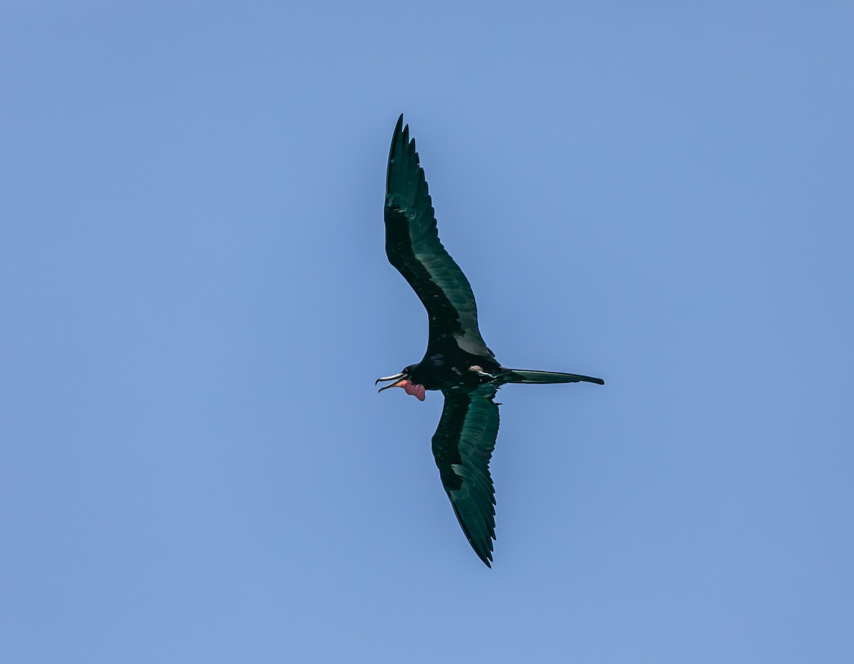 Magnificent Frigatebird - Damon Haan
