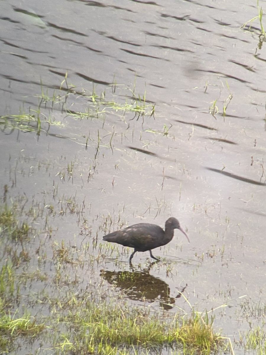 Puna Ibis - Nelson Apolo