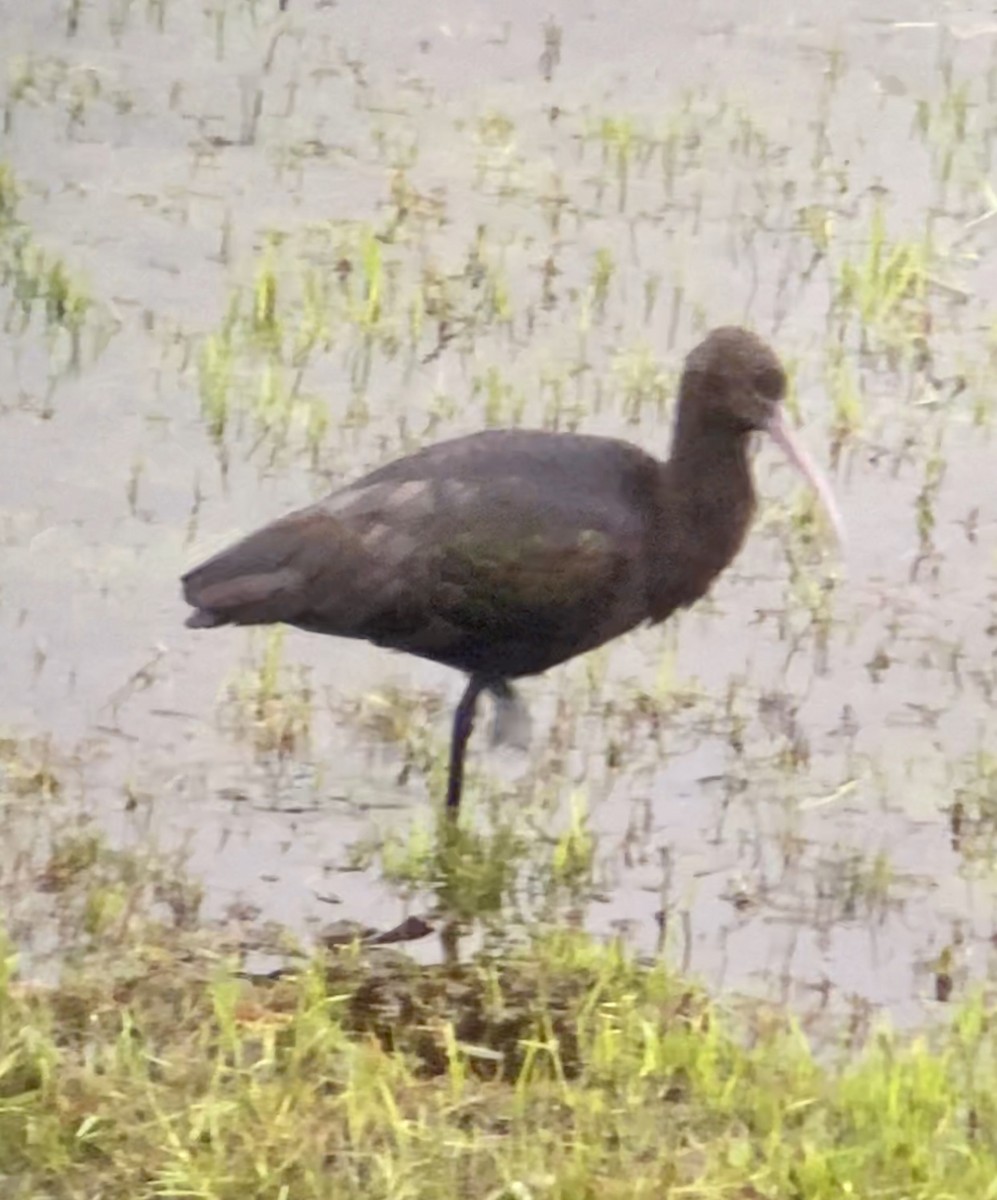 Puna Ibis - Nelson Apolo