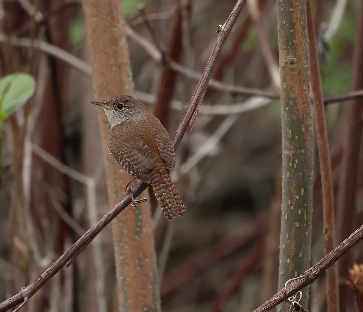 House Wren - ML619100743