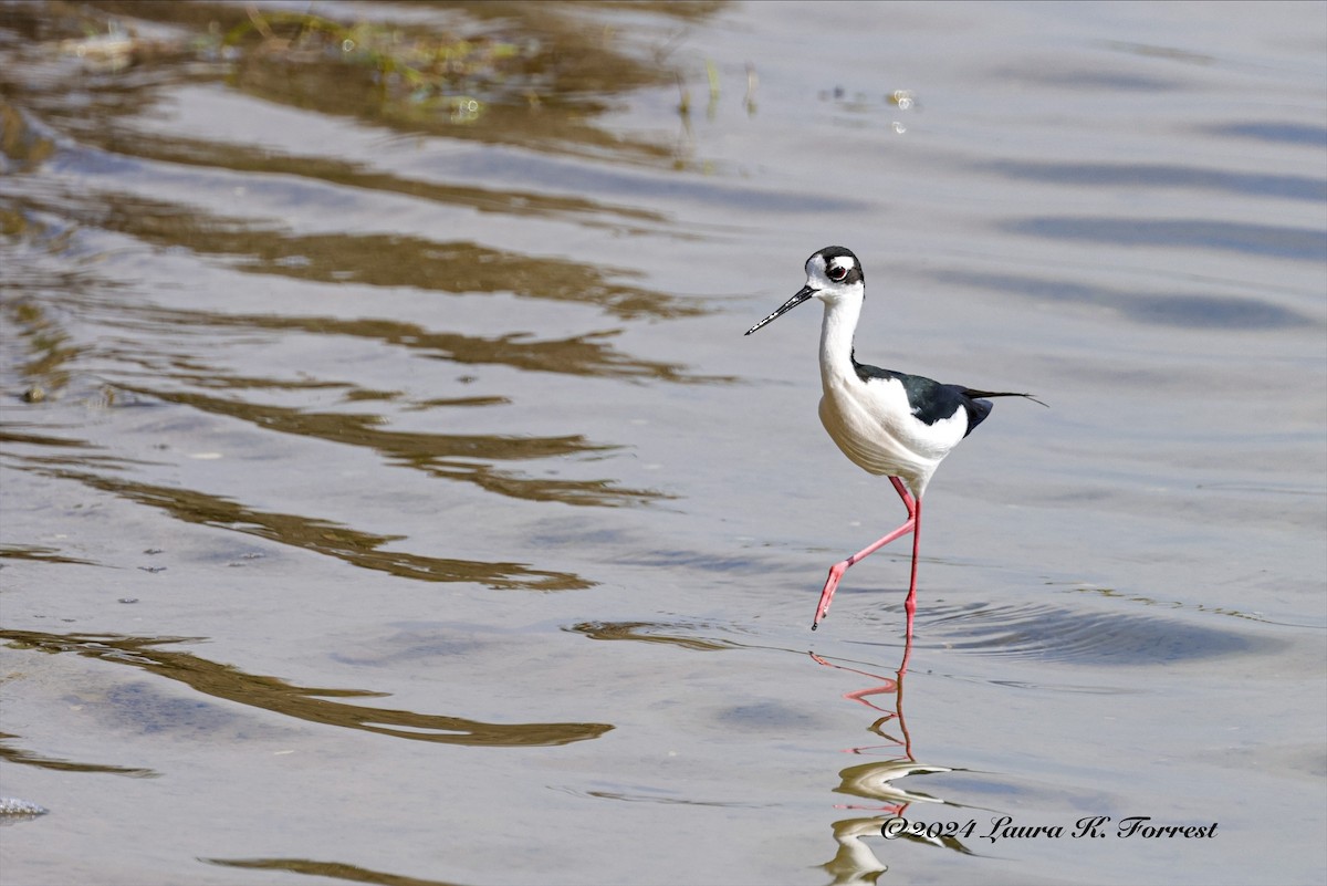 Black-necked Stilt - ML619100768