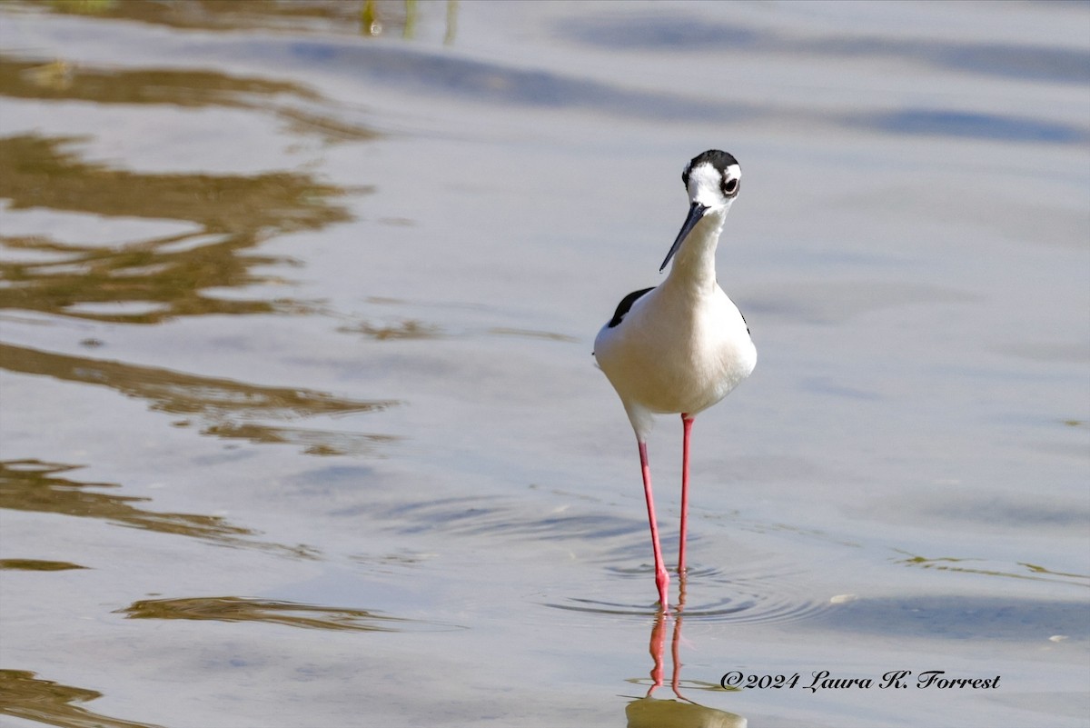 Black-necked Stilt - ML619100770