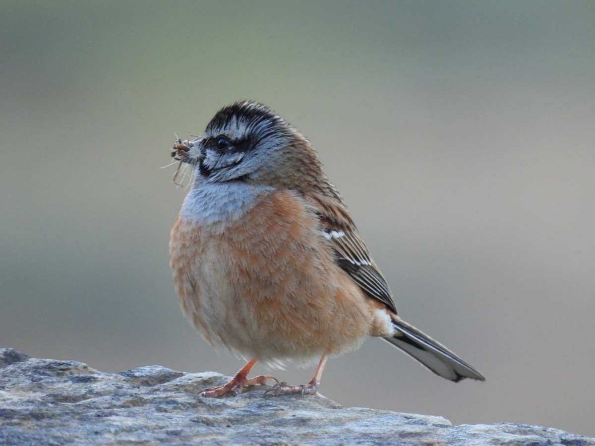 Rock Bunting - Nelson Tito