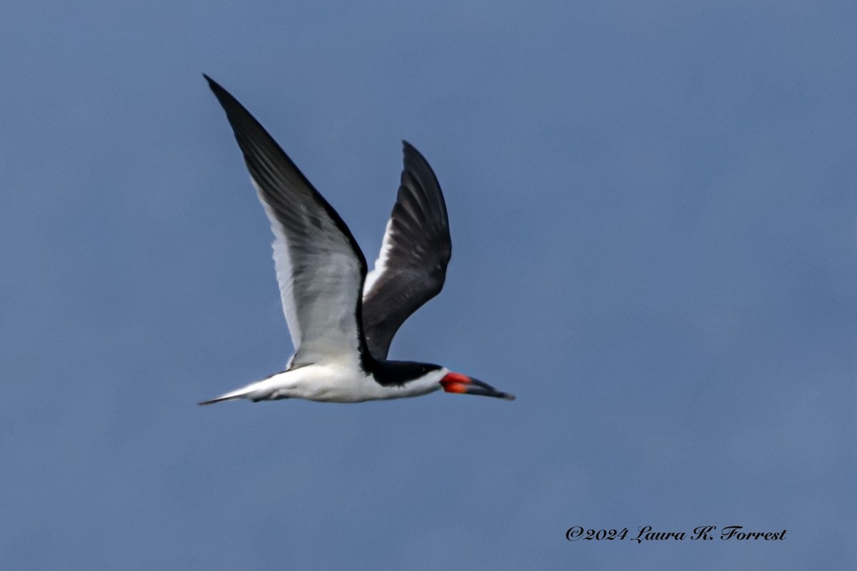 Black Skimmer - ML619100778