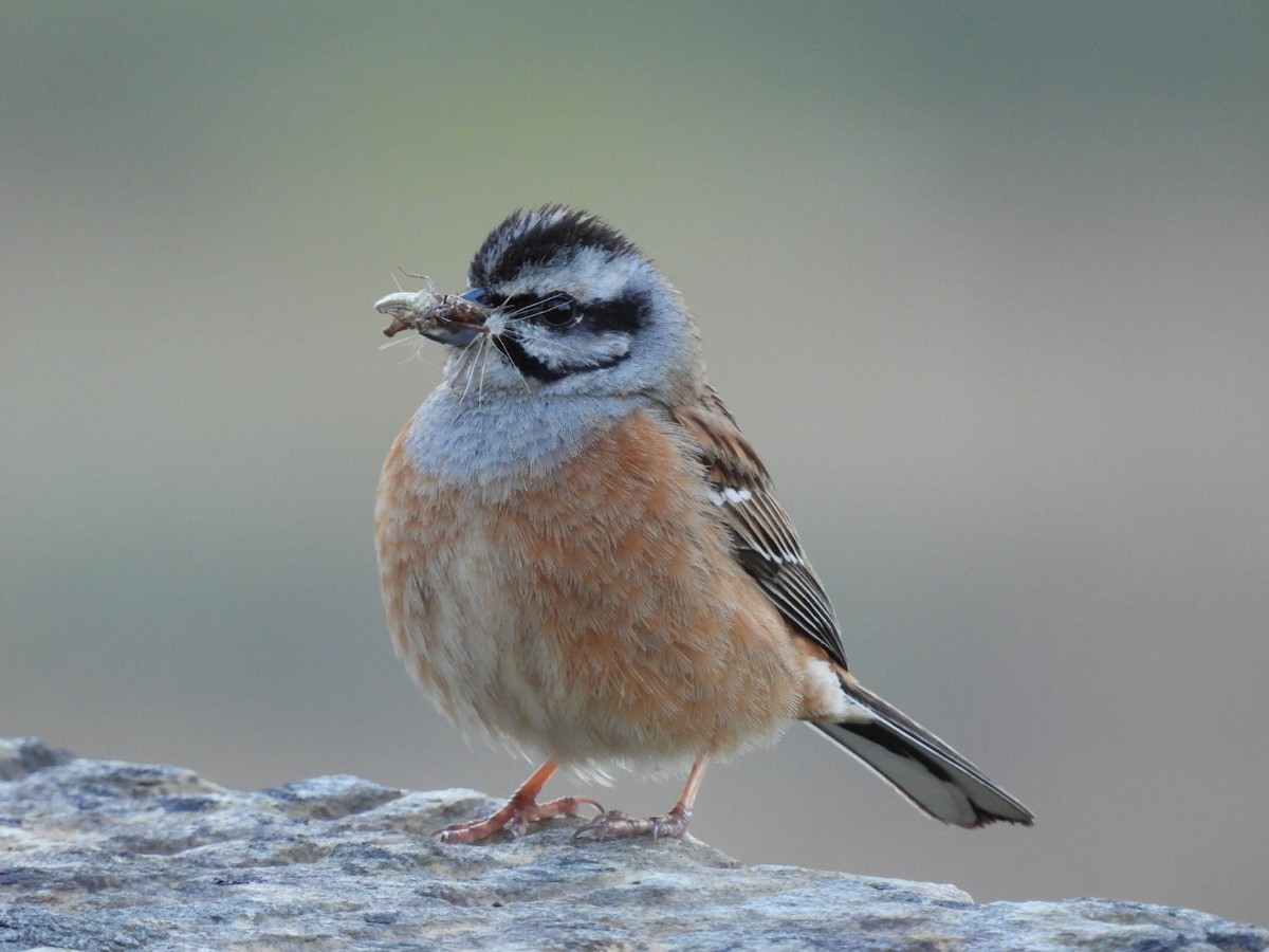 Rock Bunting - Nelson Tito