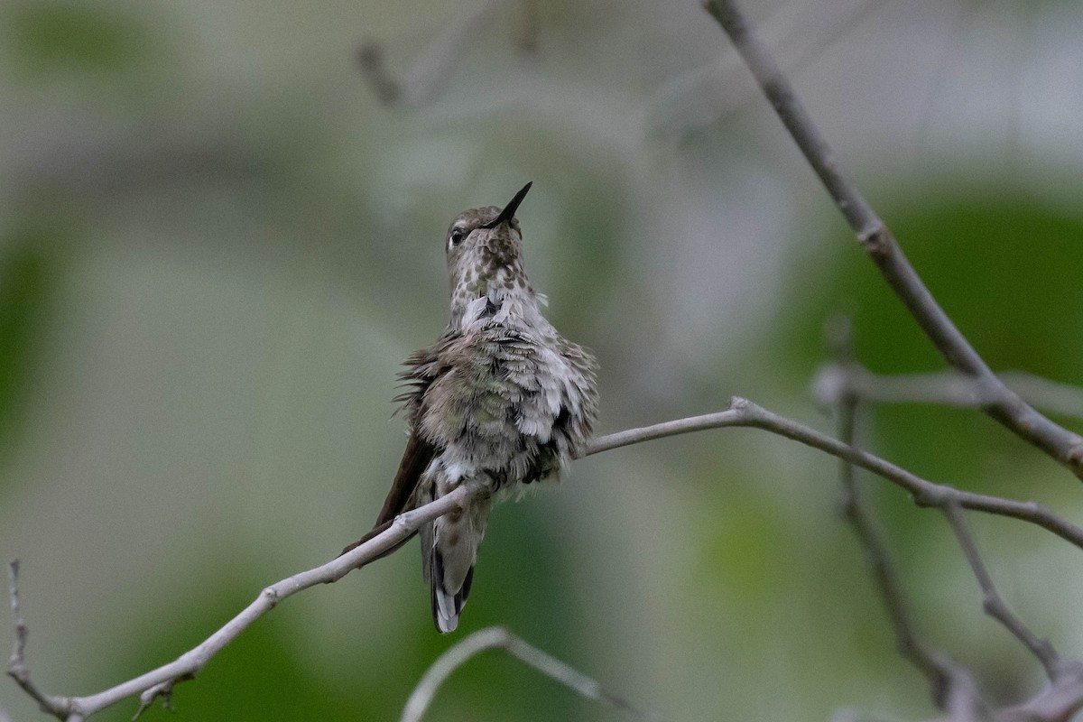 Anna's Hummingbird - Thomas Van Huss