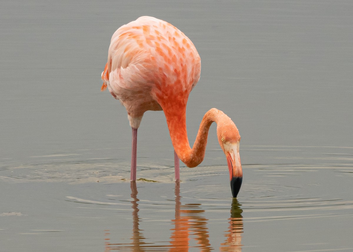 Flamant des Caraïbes - ML619100814