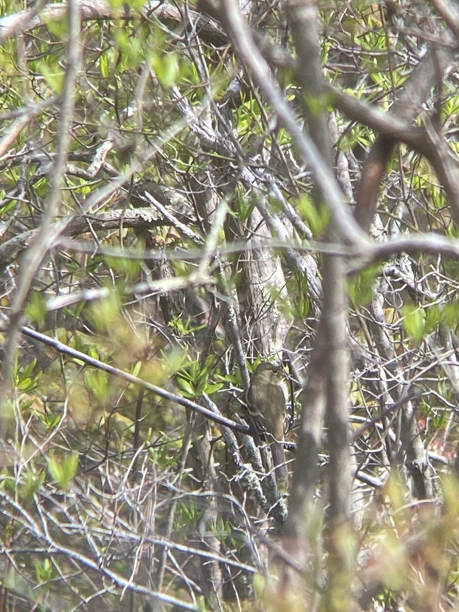 Mosquero sp. (Empidonax sp.) - ML619100815