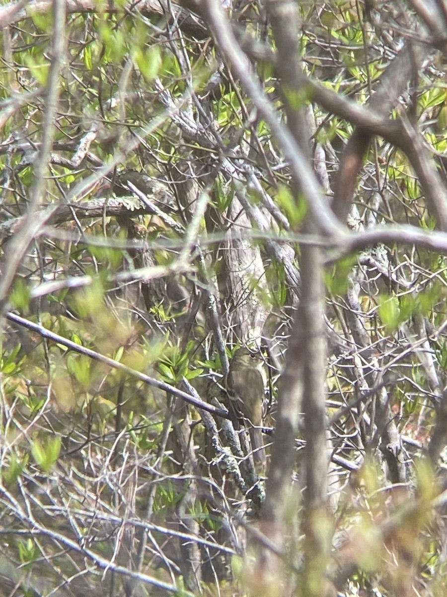 Mosquero sp. (Empidonax sp.) - ML619100816