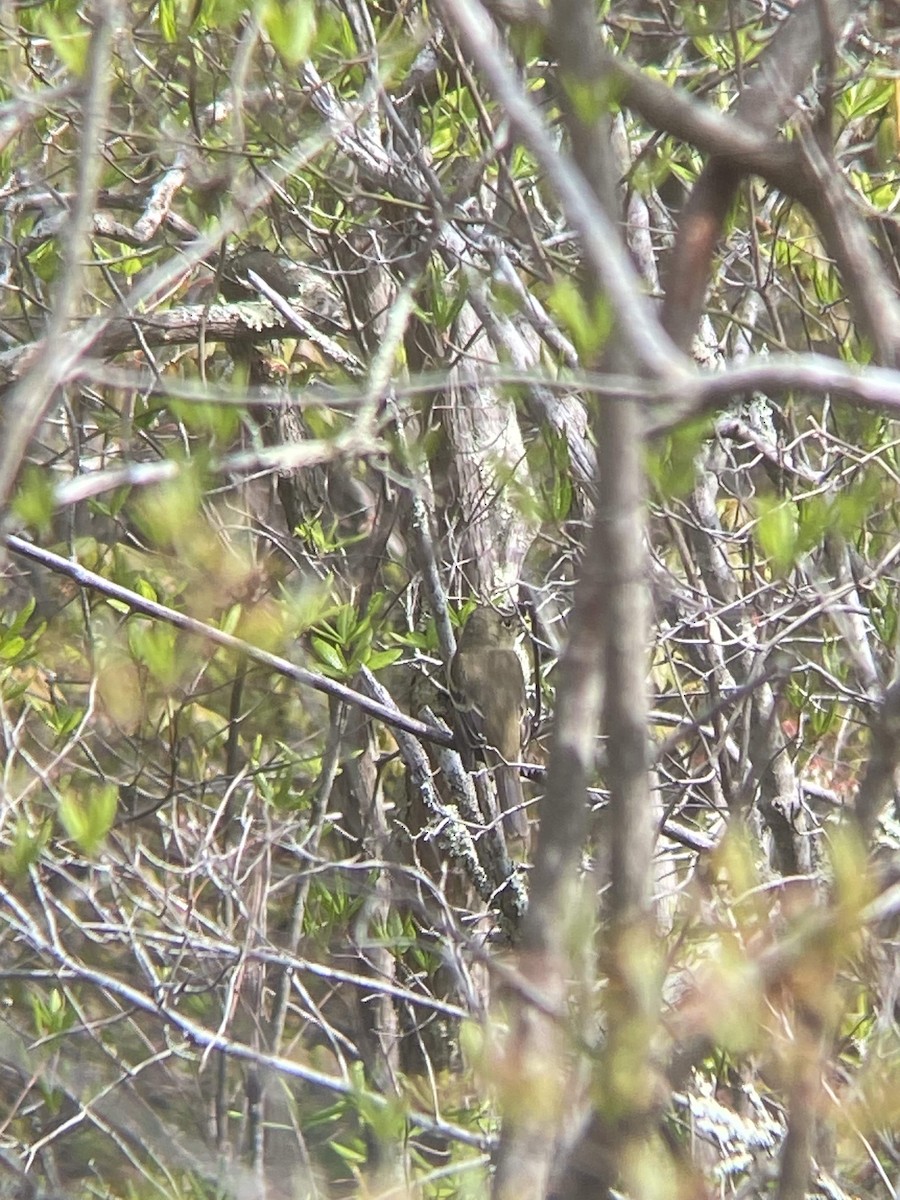 Mosquero sp. (Empidonax sp.) - ML619100817