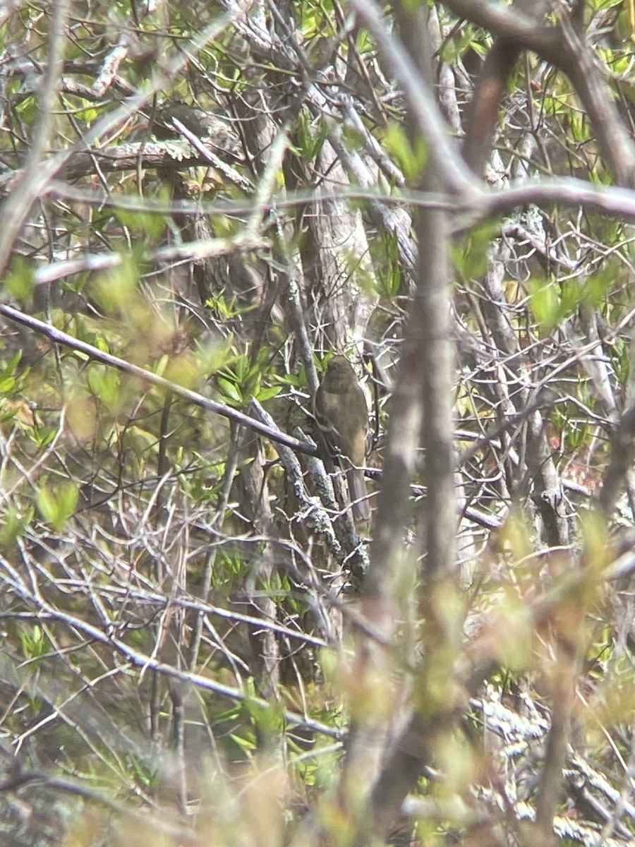 Empidonax sp. - William  von Herff