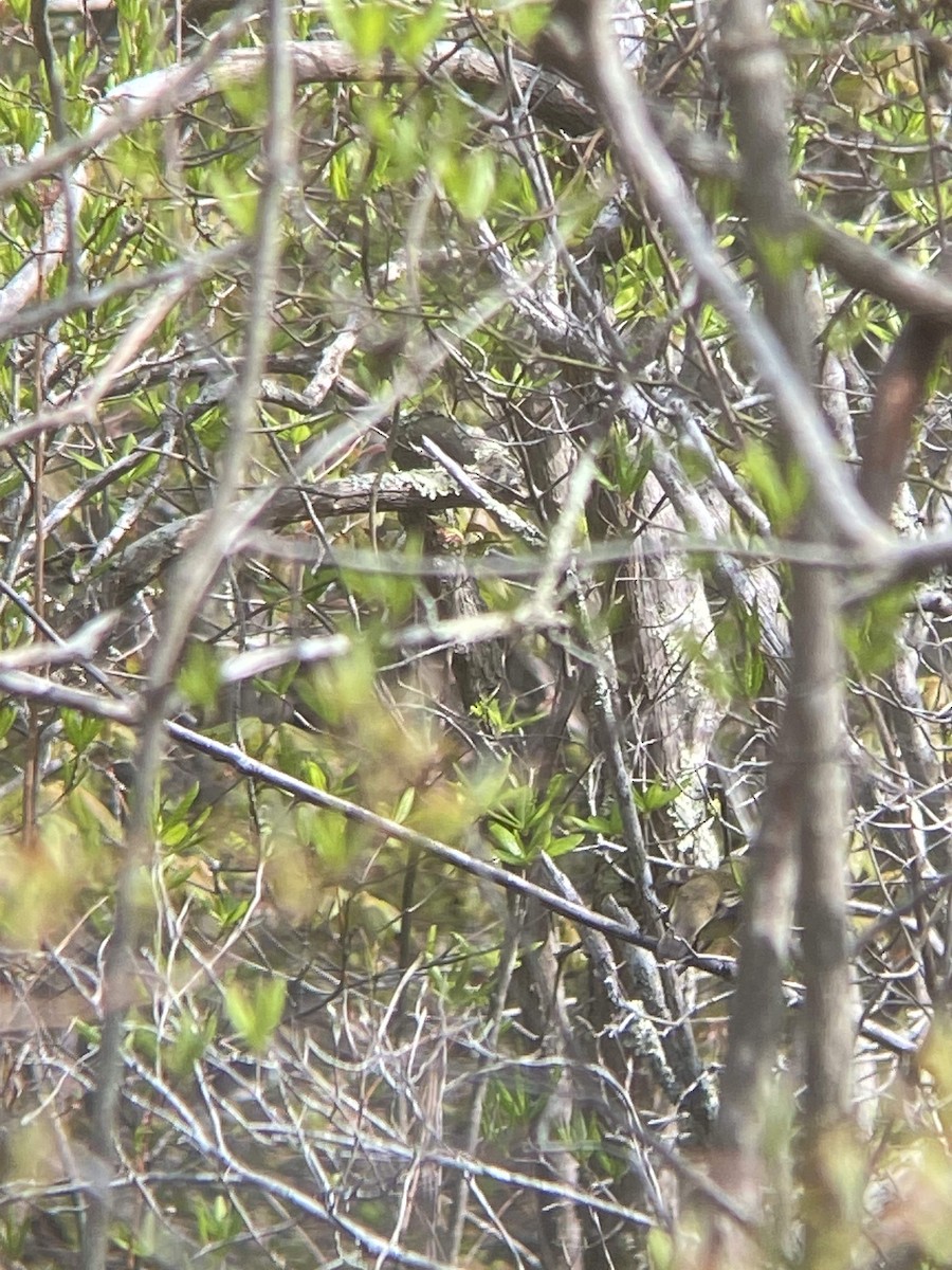 Mosquero sp. (Empidonax sp.) - ML619100819