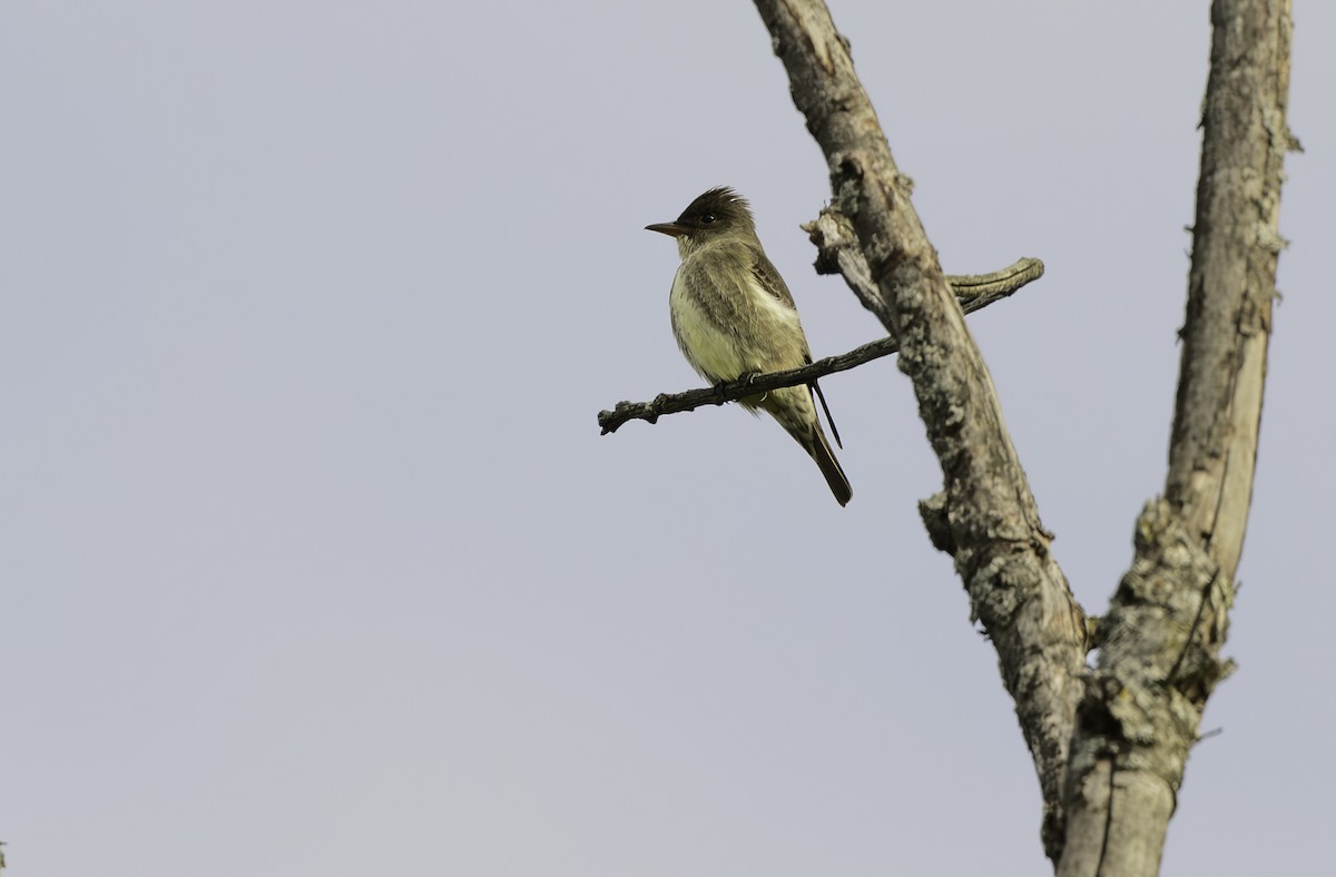 Olive-sided Flycatcher - Sylvie Martel / Gaétan Giroux