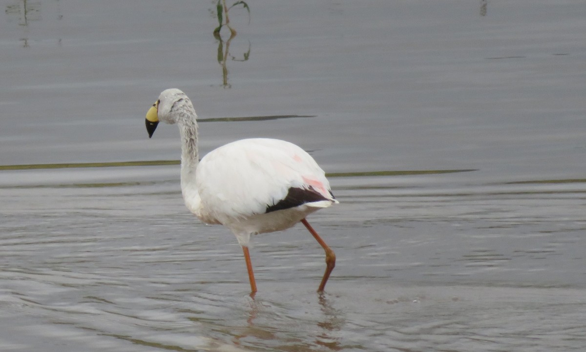 Puna Flamingosu - ML619100829