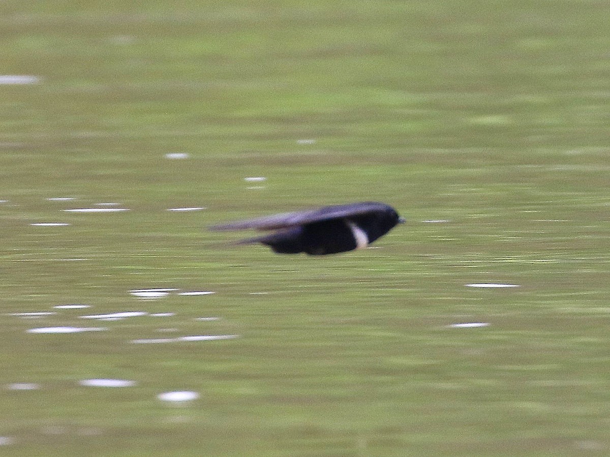 White-banded Swallow - Geoff Butcher