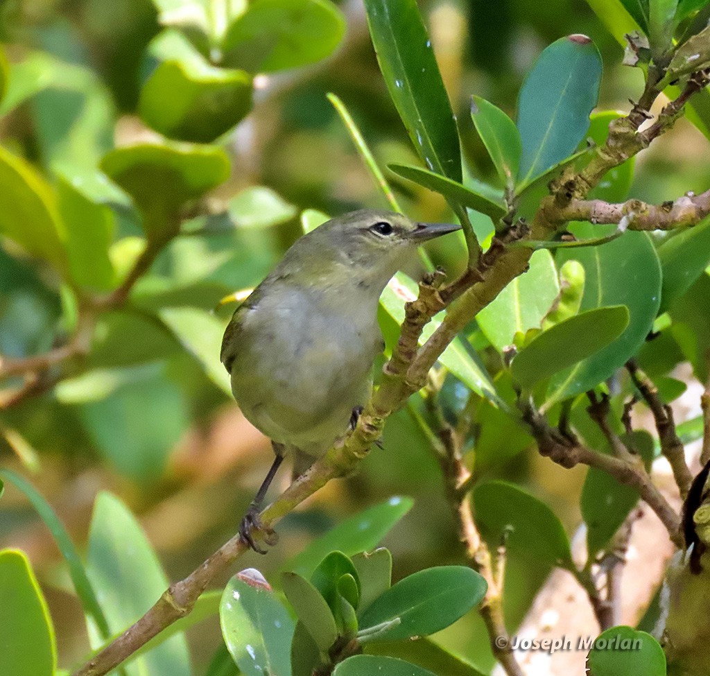 Tennessee Warbler - Joseph Morlan