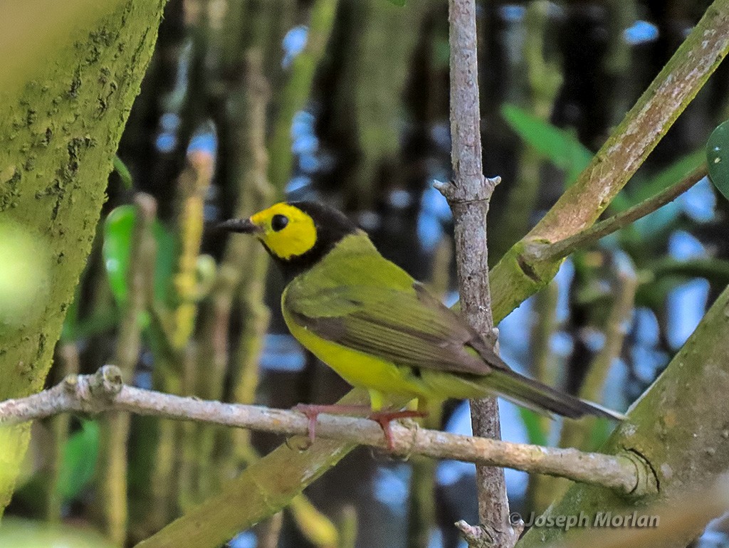 Hooded Warbler - ML619100871